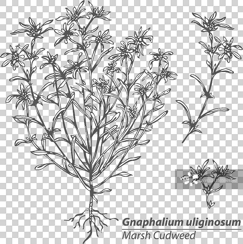 沼泽草图片素材