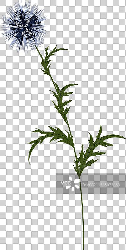 蓝色刺球花干花图片素材