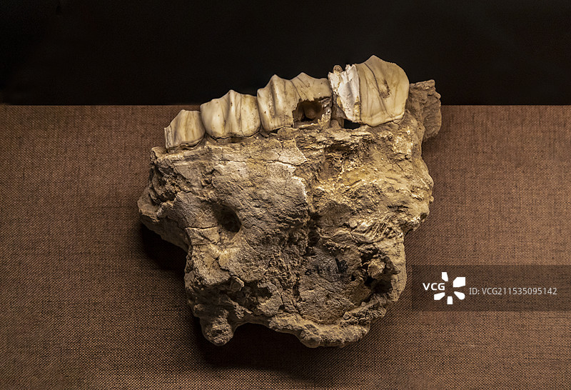 湖北省宜昌市宜昌博物馆“远古西陵”展：梅氏犀右上颌骨化石（第四纪更新世，长阳土家族自治县博物馆藏）图片素材