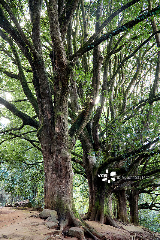 云南腾冲和顺古镇秋季千手观音古树群图片素材
