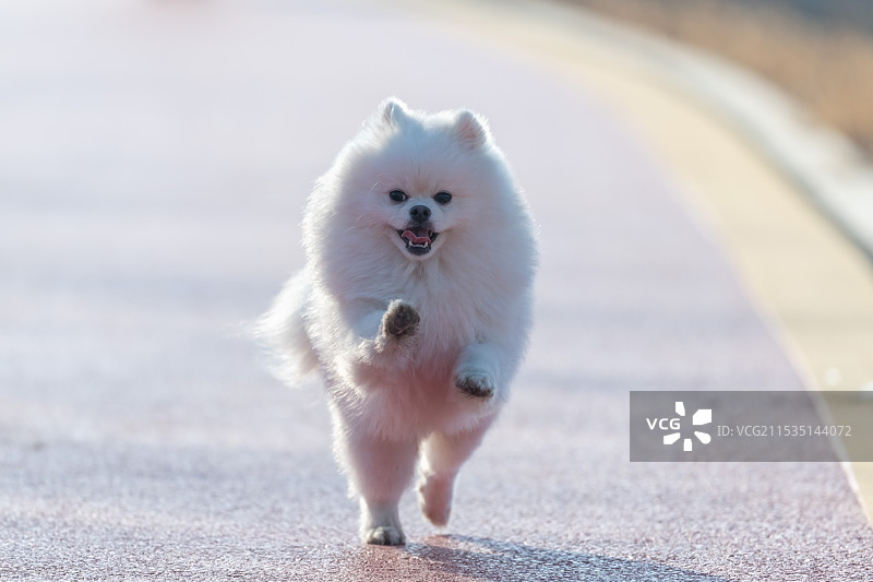 狗在路上行走的画像图片素材