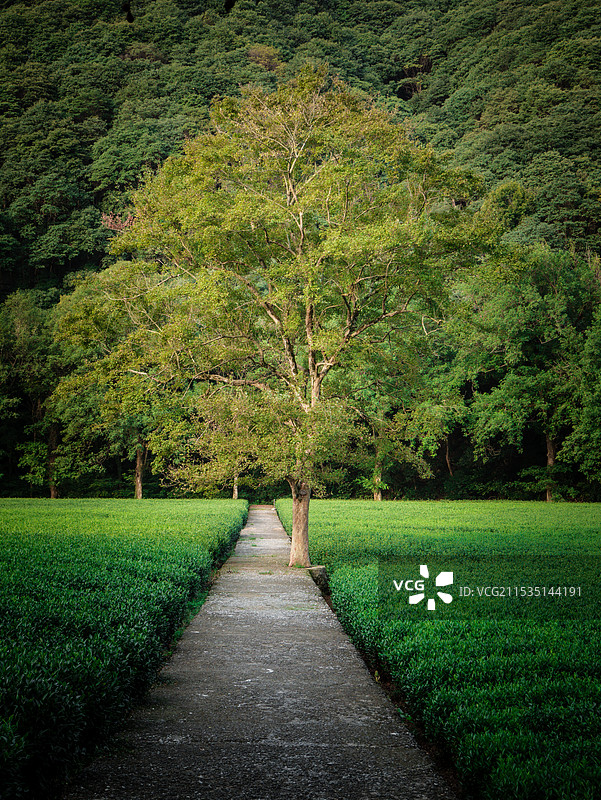 杭州·云栖竹径图片素材