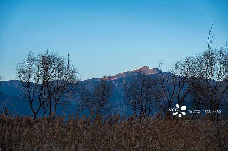 延庆野鸭湖 芦苇荡 日落图片素材