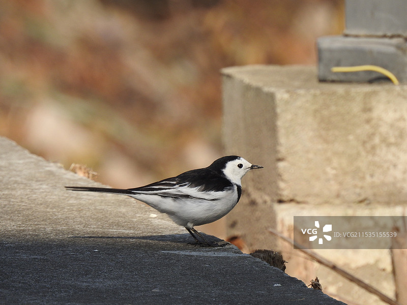 白鹡鸰图片素材