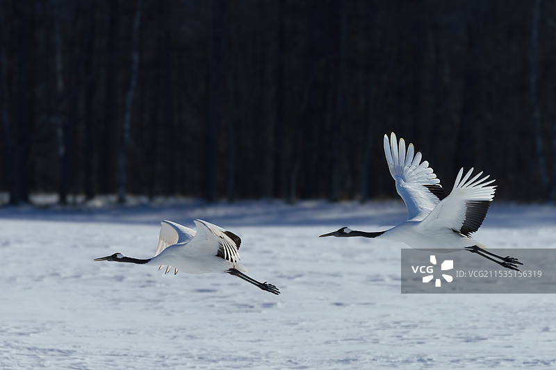 丹顶鹤图片素材