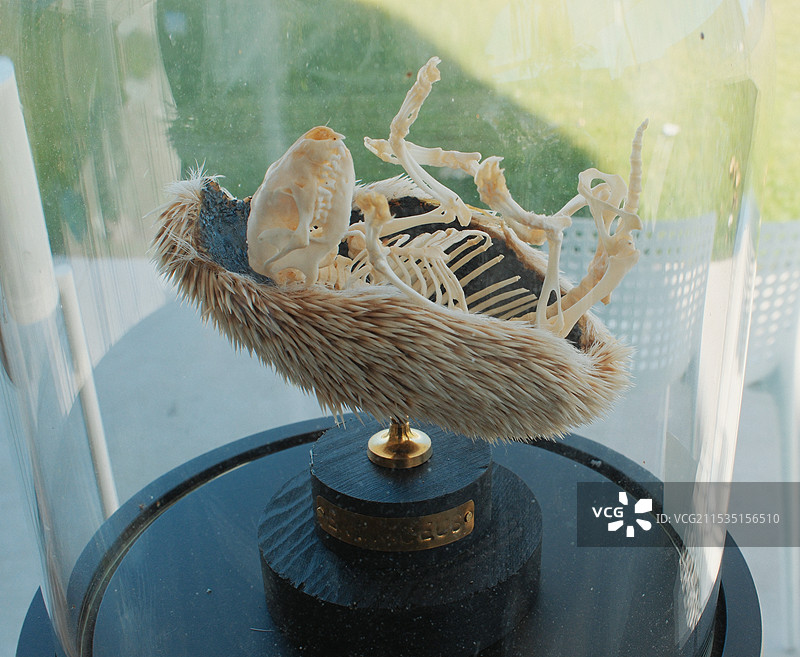 刺猬标本图片素材