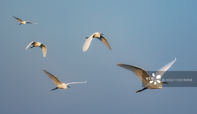 白鹭逆天飞行的低角度视图图片素材