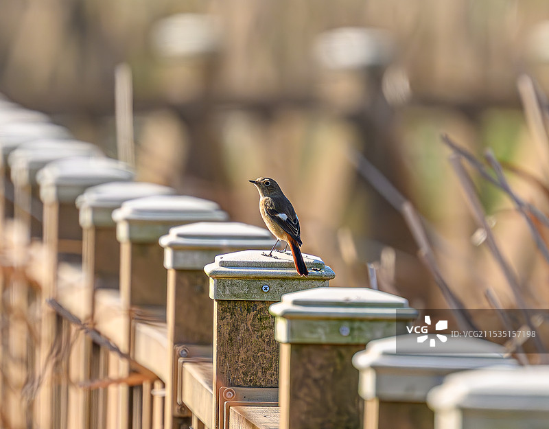 北尾红鸲图片素材