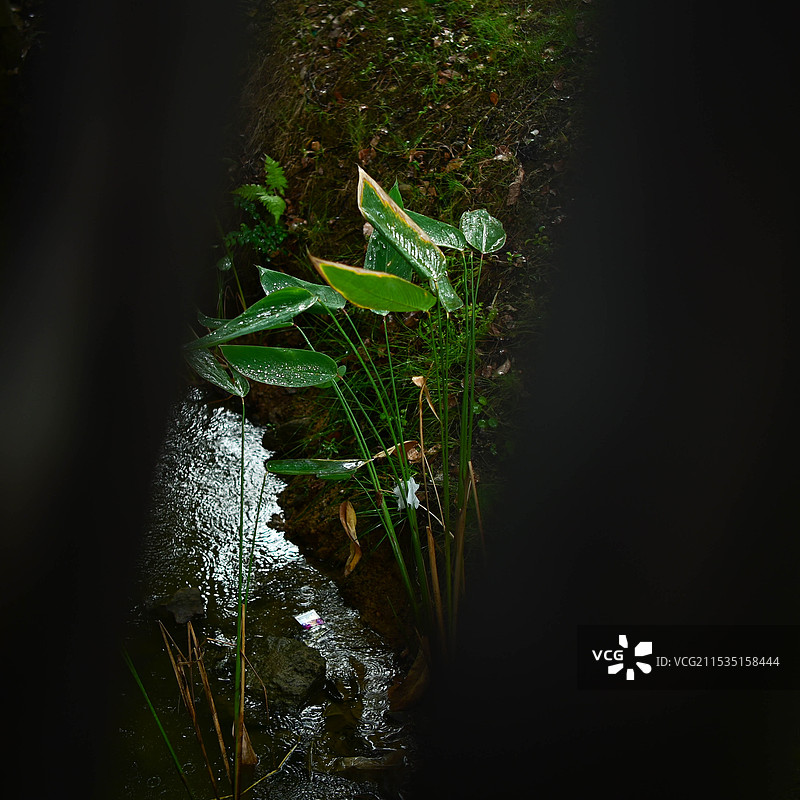 植物在野外生长的特写镜头图片素材