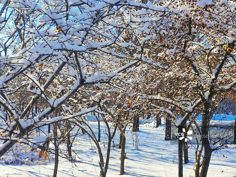 雪地上的树木图片素材