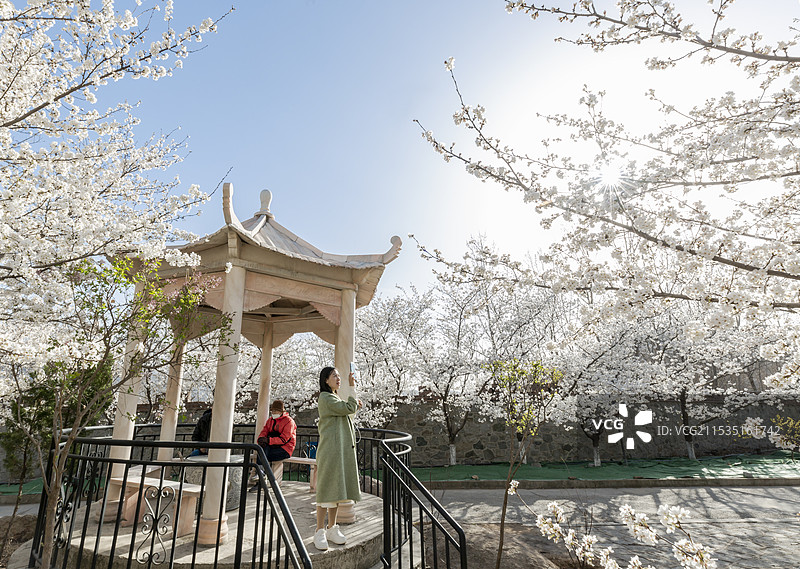 滨州市邹平樱花山旅游景区图片素材