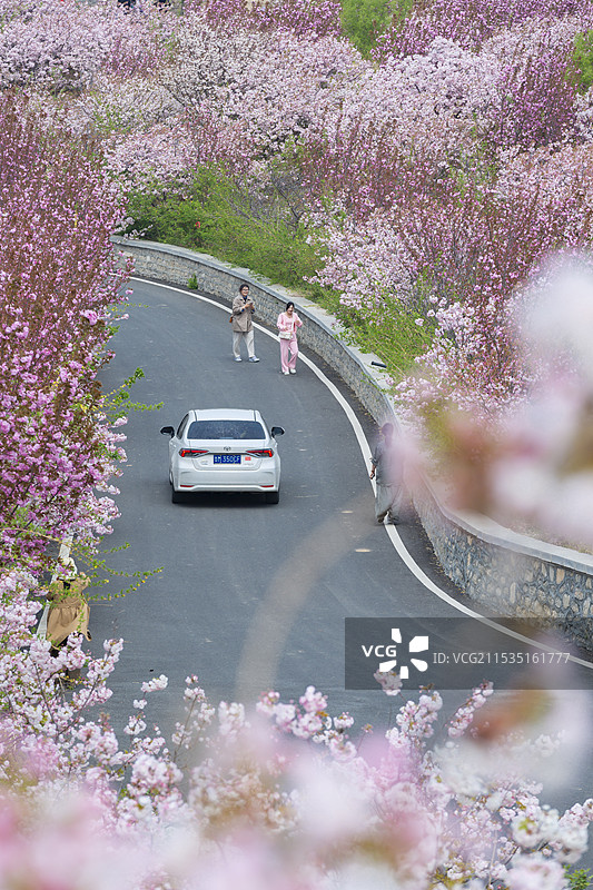 滨州市邹平樱花山旅游景区图片素材