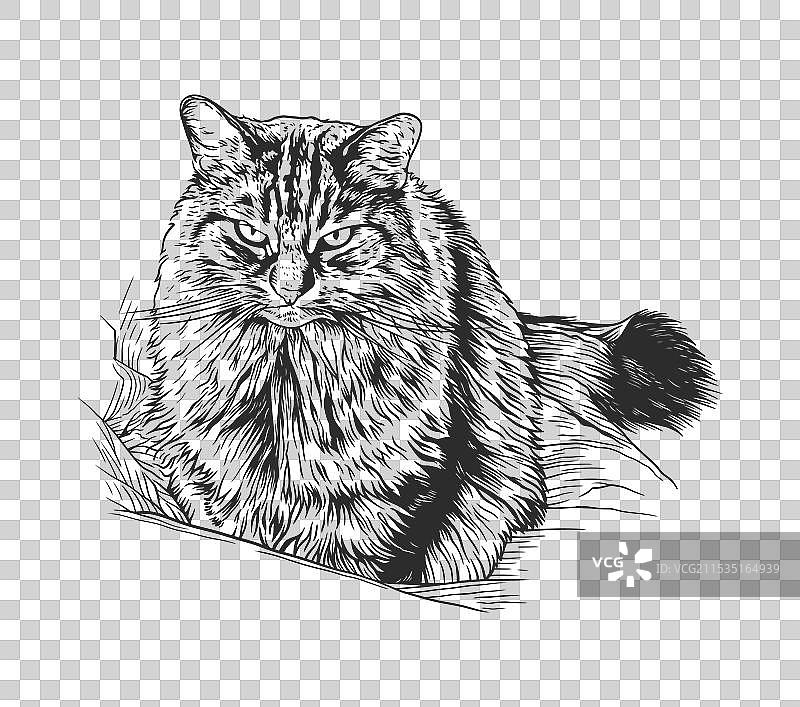 野猫的黑白线条画图片素材