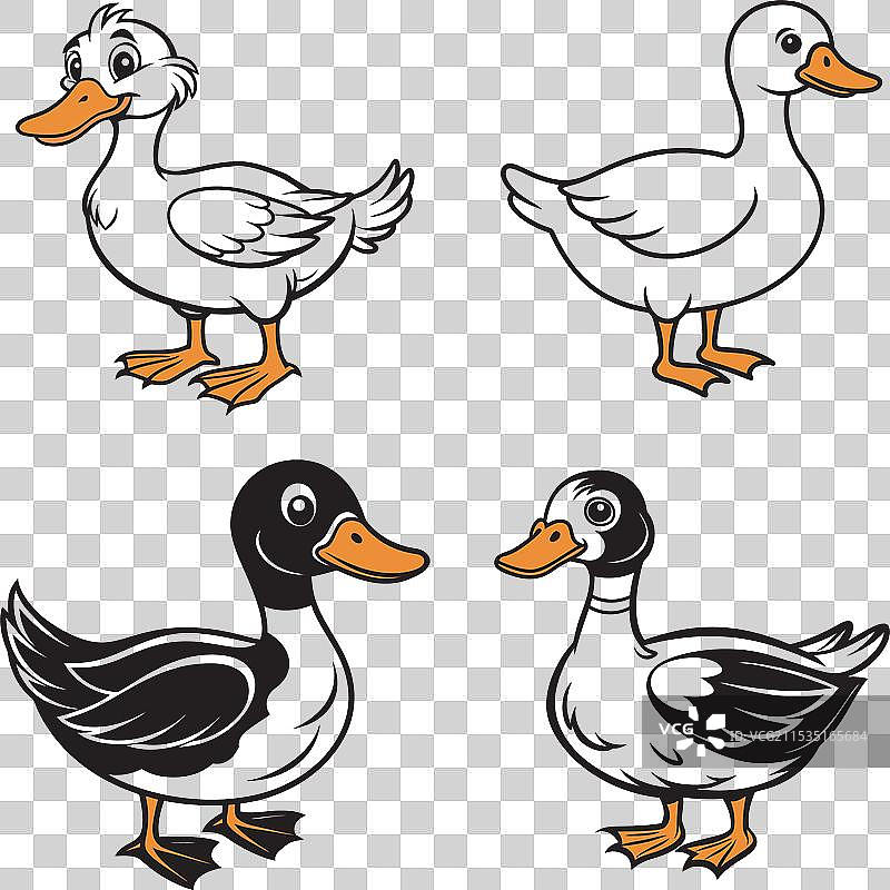 顽皮的小鸭子图片素材