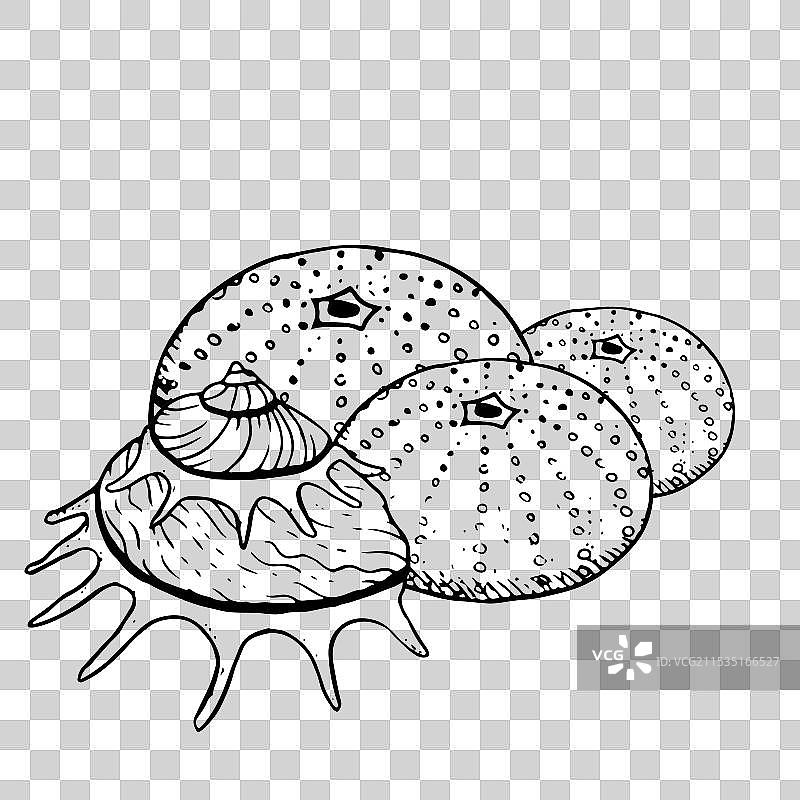 海胆和螺旋贝壳的单色图像图片素材