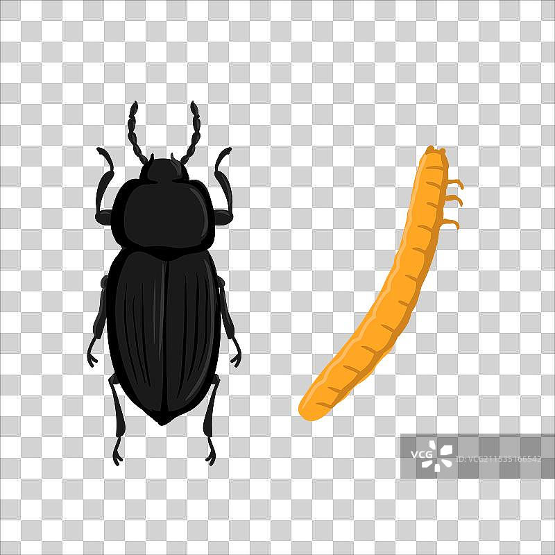 点击甲虫的幼虫图画图片素材