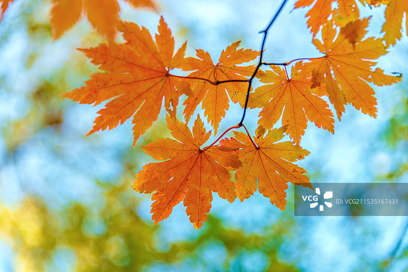 中国吉林通化辉南龙湾群大龙湾的枫叶图片素材