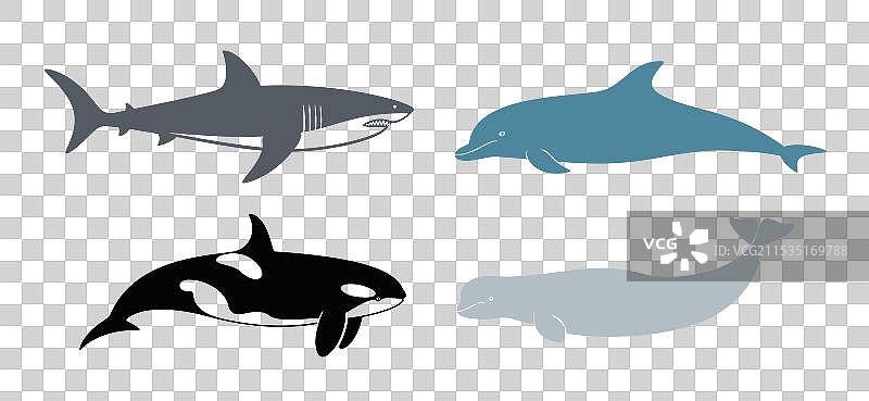 杀人鲸图片素材