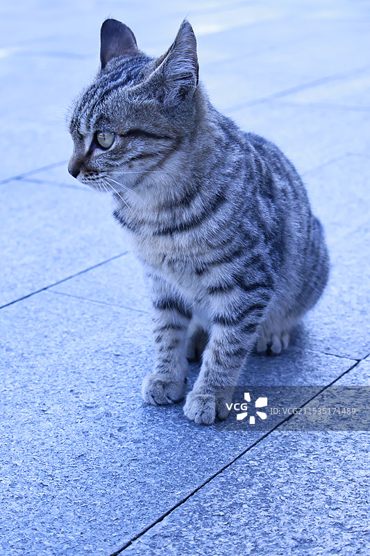 狸花猫图片素材