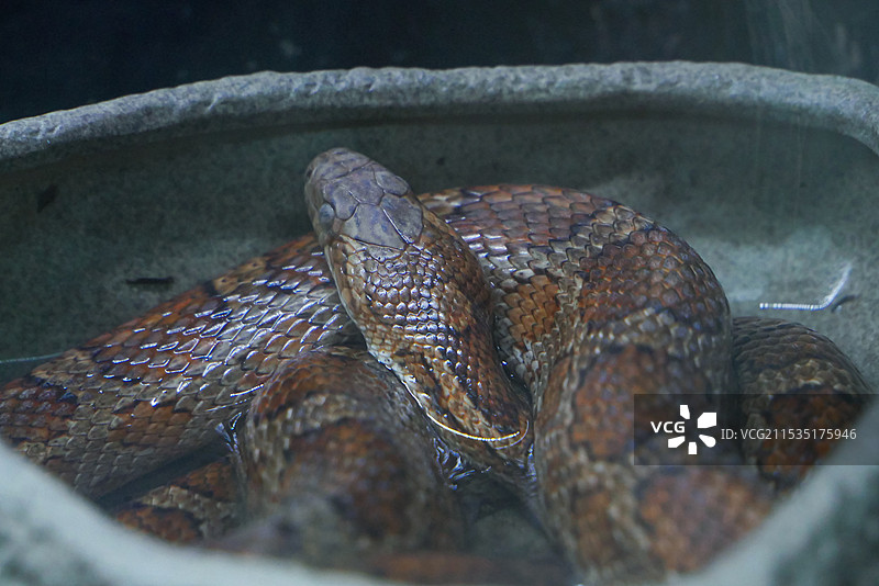 爬行动物图片素材