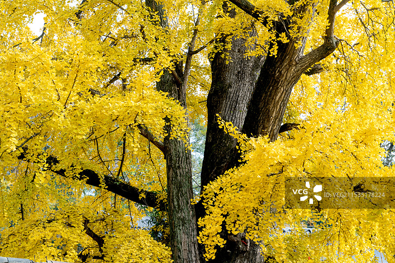 秋天金黄色的千年古银杏树图片素材