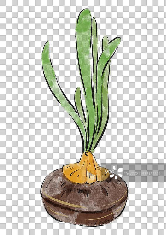 国潮风粗粮农作物插画元素-荸荠图片素材