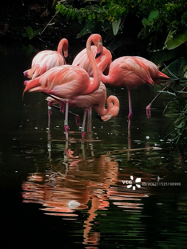 火烈鸟图片素材