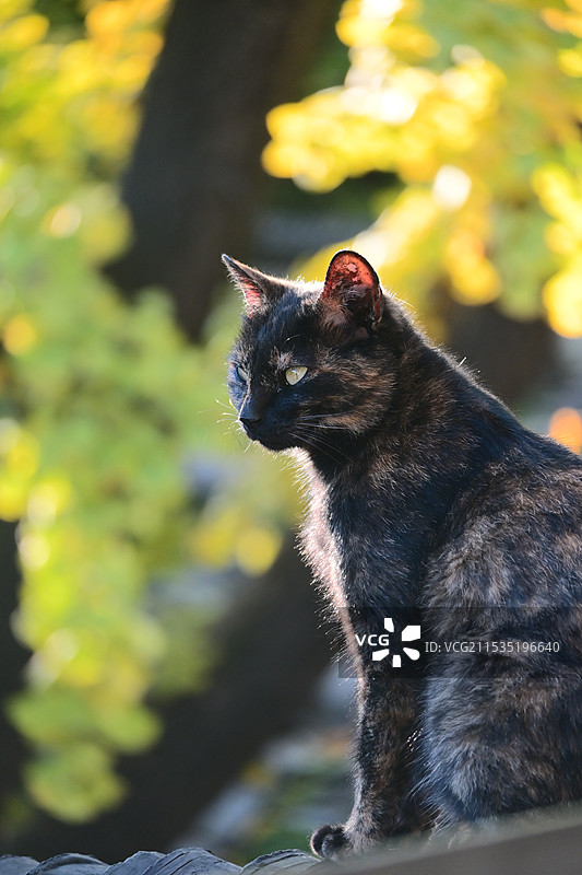 老门东奶茶店房顶上的玳瑁猫图片素材