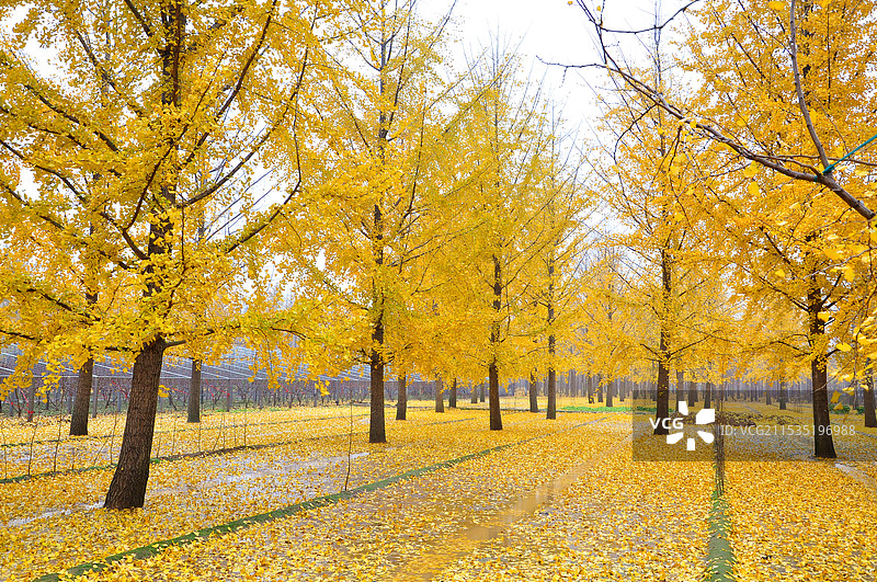 临沂生生林银杏树图片素材