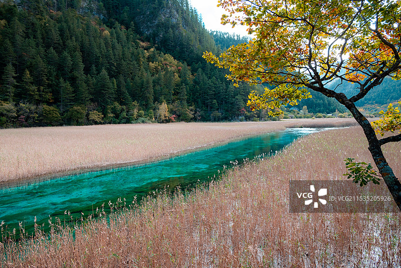九寨沟芦苇海图片素材