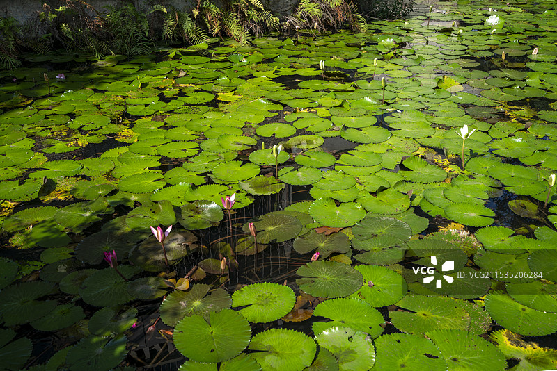 西双版纳热带花卉园，莲花池景观图片素材