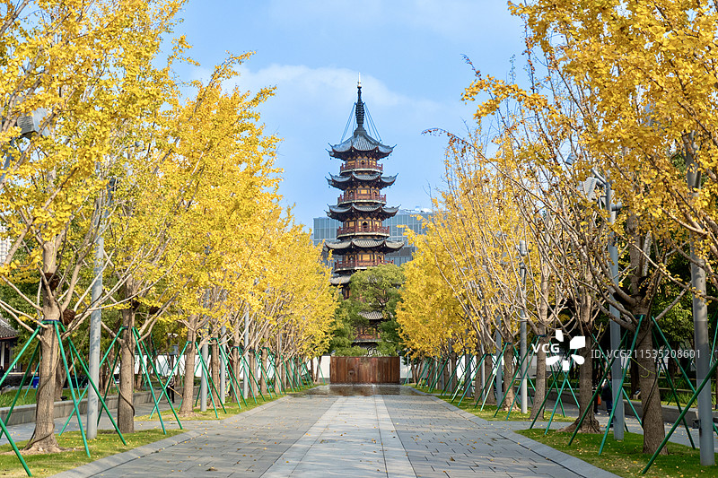 上海龙华寺龙华塔 秋天冬天时节风光 道路两旁金黄色银杏树图片素材