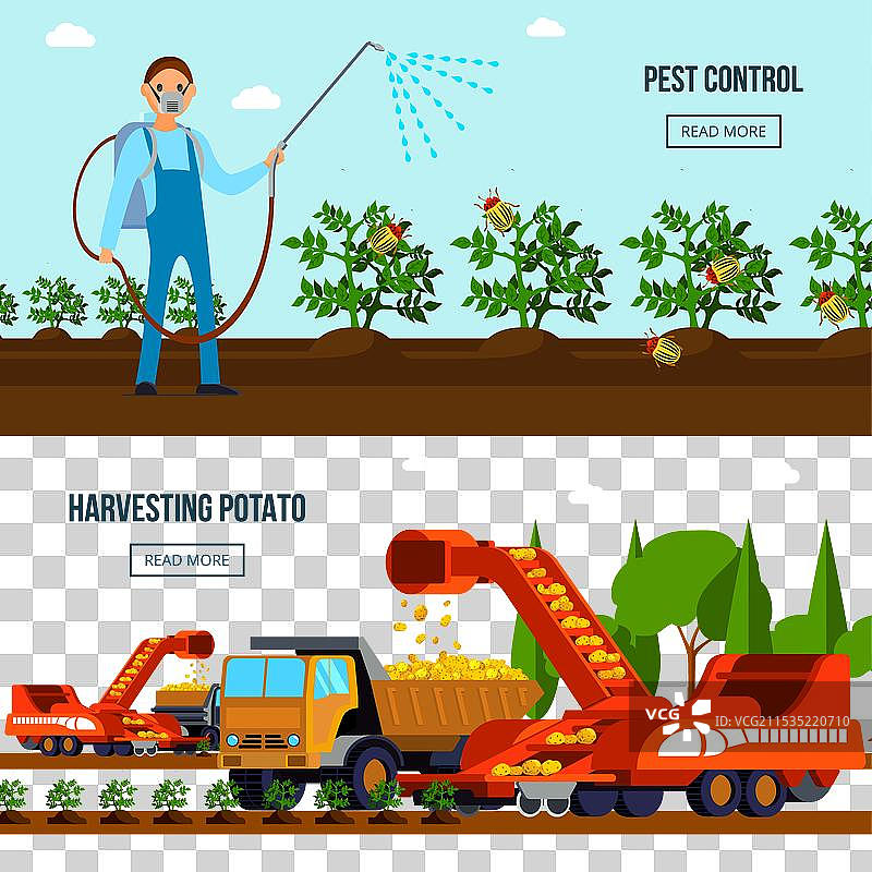 土豆种植的平面构图与害虫图片素材
