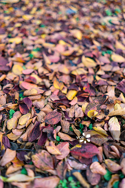 中国野生植物拍摄主题，秋天季节，地面上多色的多样的满画幅爬山虎树叶子，户外白昼无人图像摄影图片素材