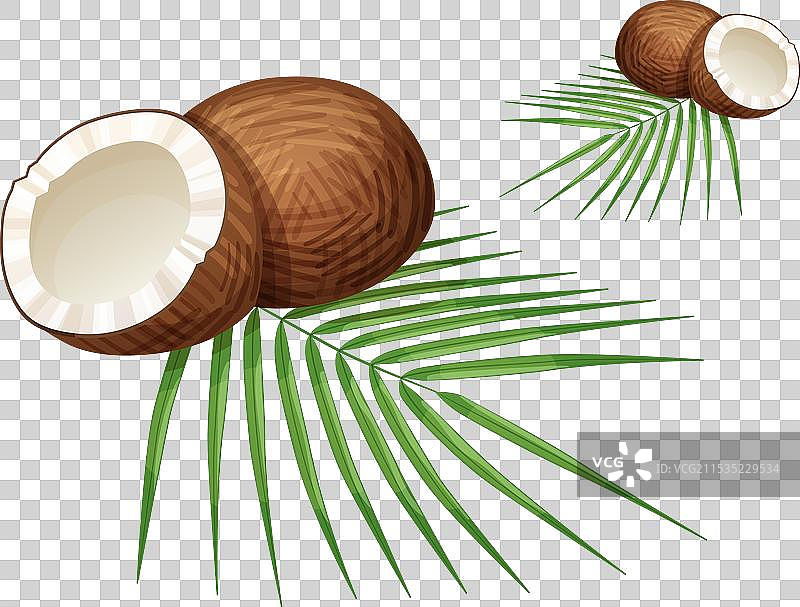 整颗和半颗椰子及椰子叶图片素材