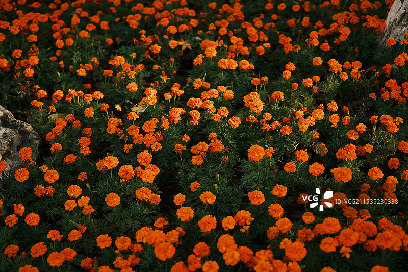 万寿菊图片素材