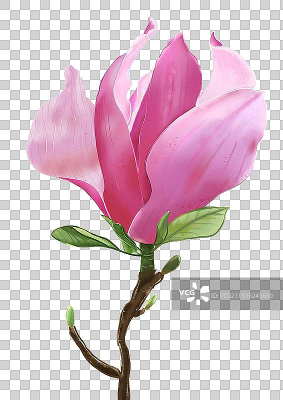 紫玉兰花图片素材