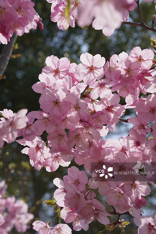 春樱图片素材