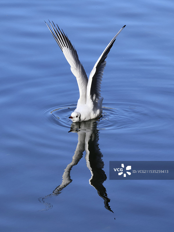在翠湖水面上停留并张开翅膀的红嘴鸥图片素材