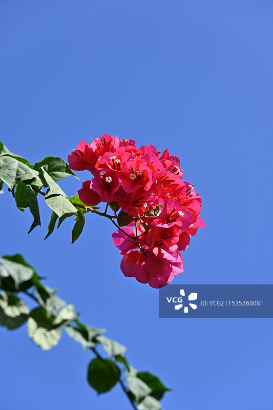 天空下的花图片素材