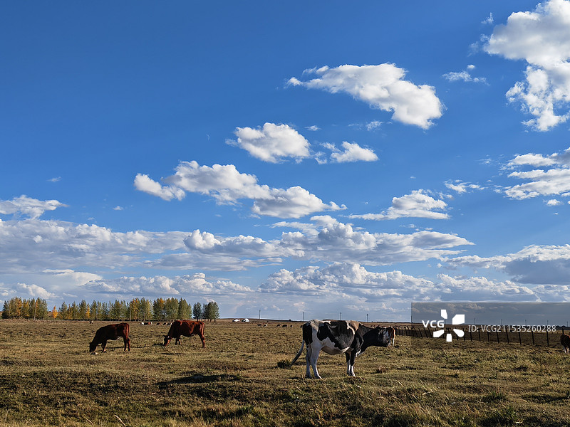 草原上的牛群图片素材