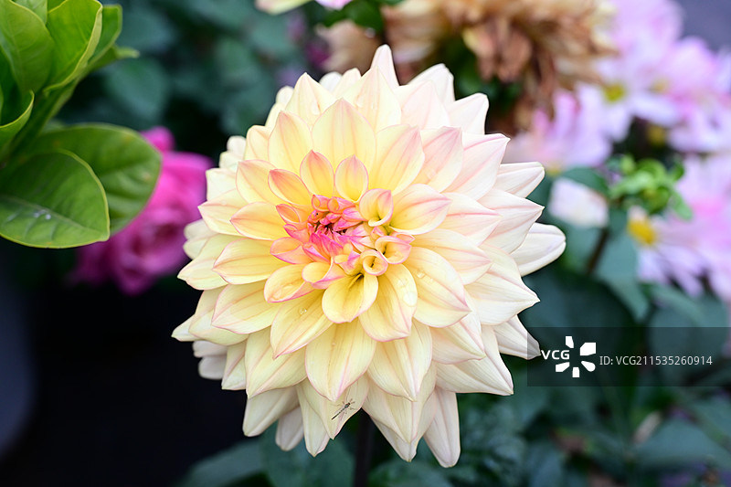 花开富贵图片素材