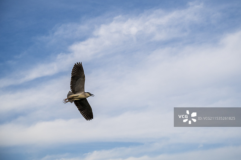 翱翔的鸟图片素材