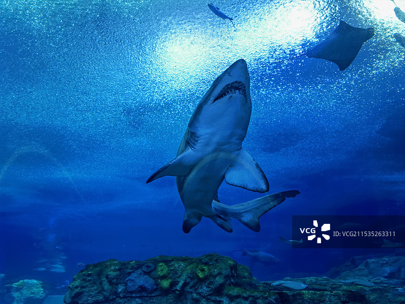 鲨鱼-珠海长隆图片素材