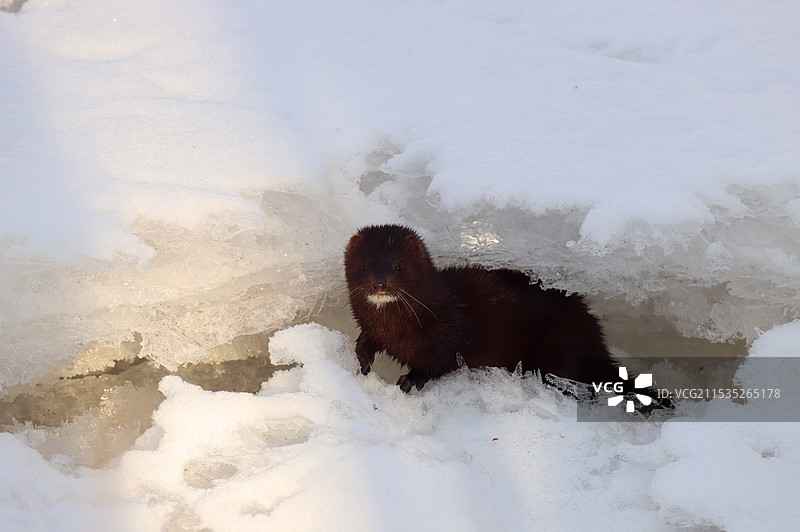 雪地觅食的水貂图片素材