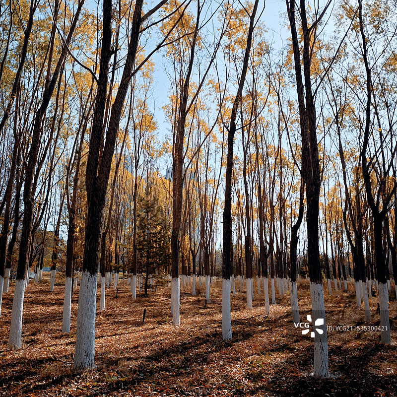 什么是答案 是落叶说秋天真好看图片素材