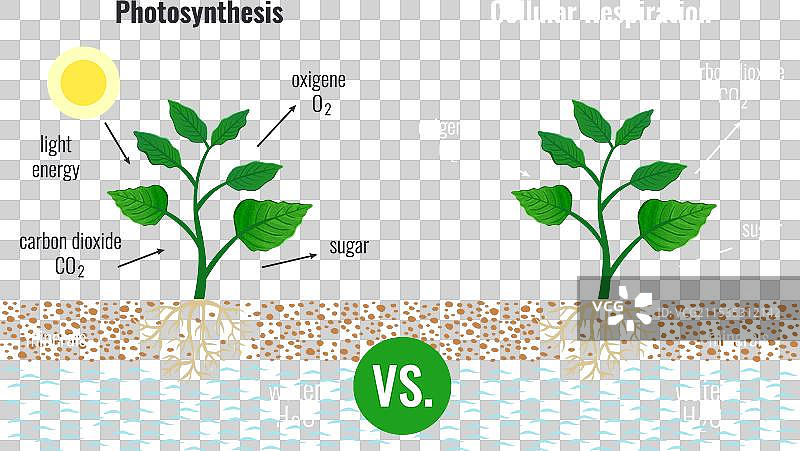 光合作用教育海报套装图片素材