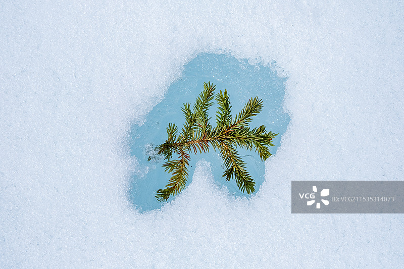 雪地中的松树枝图片素材