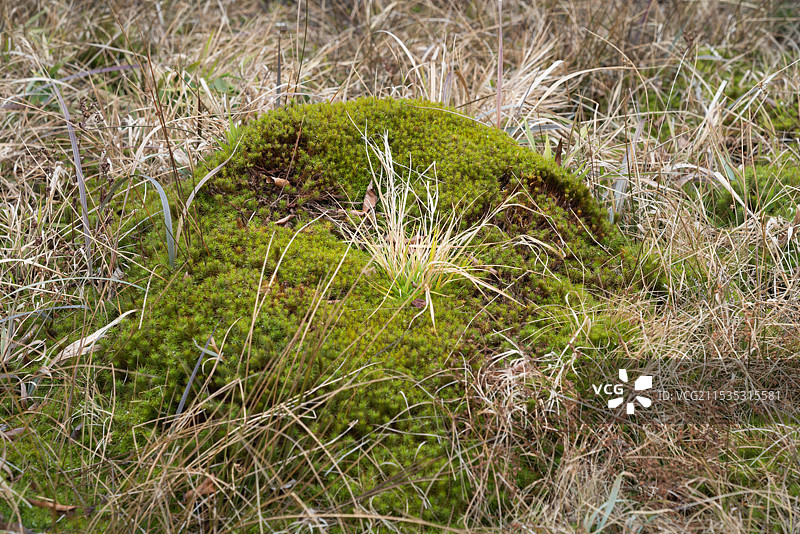 湖北夷陵圈椅淌国家湿地公园泥炭藓特写图片素材