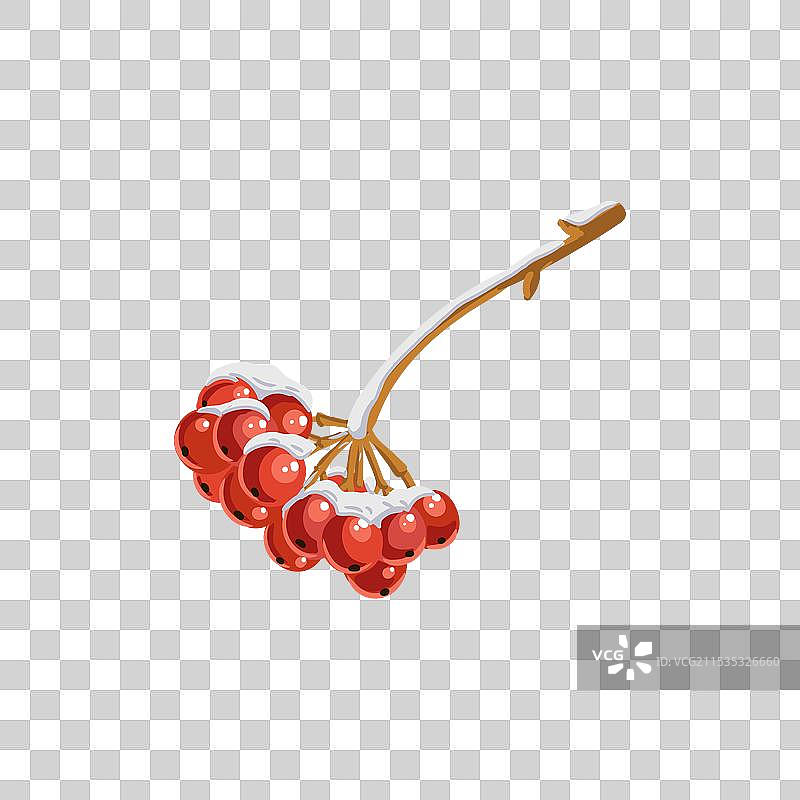 冬季树枝上的浆果图片素材